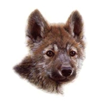 Wolf Scout #1 by wildlife portrait artist Carl Brenders