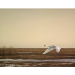 Whistling Swan - Lake Erie by Robert Bateman