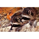 Double Trouble - Raccoons by wildlife artist Carl Brenders