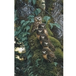 The Family Tree - Saw-whet Owls by wildlife artist Carl Brenders