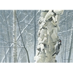Hairy Woodpecker on Birch by Robert Bateman