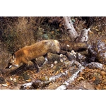 Pathfinder - Red Fox by wilderness artist Carl Brenders