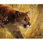 The Predator's Walk - Cougar by wildlife artist Carl Brenders