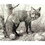 Red Fox Study by wildlife artist Carl Brenders
