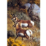 Roaming the Plains - Pronghorns by wildlife artist Carl Brenders