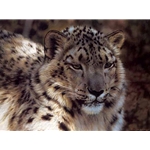 Snow Leopard Portrait by wildlife artist Carl Brenders