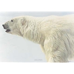 Polar Bear Profile by Robert Bateman