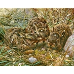 Small Talk - Young Rabbits by wildlife artist Carl Brenders