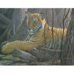 Under the Banyan - Bengal Tiger by Robert Bateman