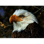 A Threatened Symbol - Bald Eagle Portrait by wildlife artist Carl Brenders