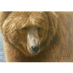 Grizzly Head Portrait by Robert Bateman