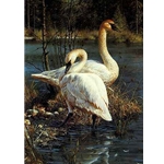 White Elegance - Trumpeter Swans by wildlife portrait artist Carl Brenders