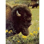Witness of a Past - Bison by wildlife portrait artist Carl Brenders
