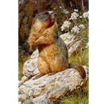 Yellow-bellied Marmot by wildlife portrait artist Carl Brenders