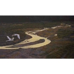 Above the River - Trumpeter Swans by Robert Bateman