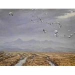 Across the Sky - Snow Geese by Robert Bateman