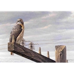 At the Roadside - Red-tailed Hawk by Robert Bateman