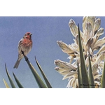 House Finch and Yucca by Robert Bateman