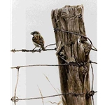 House Sparrow by Robert Bateman