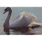 Backlight - Mute Swan by Robert Bateman