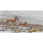 Big Country Prong Horn Antelope by Robert Bateman