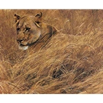In the Grass - Lioness by Robert Bateman