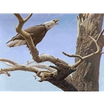 Call of the Wild - Bald Eagle by Robert Bateman