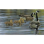 Canada Geese With Young by Robert Bateman