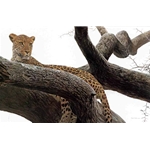Leopard at Seronera by Robert Bateman