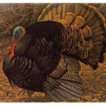 Courtship Display - Wild Turkey by Robert Bateman