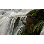 Dipper by the Waterfall by Robert Bateman