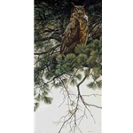 Great Horned Owl in White Pine by Robert Bateman