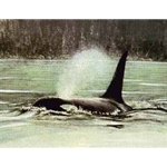 Fluid Power - Orca by Robert Bateman