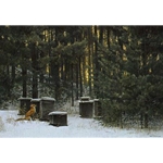 Fox and Beehives by Robert Bateman