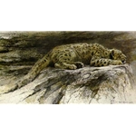 Reclining Snow Leopard by Robert Bateman