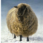 Salt Spring Sheep by Robert Bateman