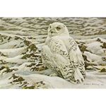 Plowed Field - Snowy Owl by Robert Bateman