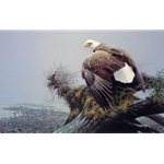 Vantage Point - Bald Eagle by Robert Bateman