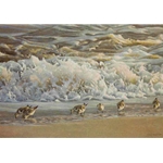 Surf and Sanderlings by Robert Bateman