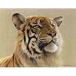 Tiger Portrait by Robert Bateman