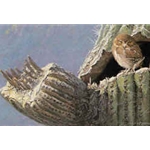Young Elf Owl - Old Saguaro by Robert Bateman