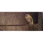 Catching the Light Barn Owl by Robert Bateman