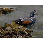 Harlequin Duck - Bull Kelp 1988 Washington State Waterfowl stamp and print by Robert Bateman