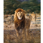 In His Prime - Lion and family by african wildlife artist Simon Combes