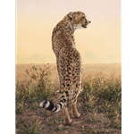 First Light - Cheetah by wildlife artist Simon Combes