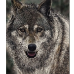 Stayin' Alive - Portrait of wolf by Judy Larson