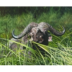 Mbogo Mkuu Cape Buffalo by African wildlife artist Guy Combes
