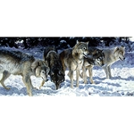 The Usual Suspects - Wolves by wildlife artist Matthew Hillier