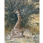Hidden Treasure - Young Giraffe by wildlife artist Matthew Hillier