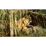 Creature Comforts - Cougar by wildlife artist Matthew Hillier